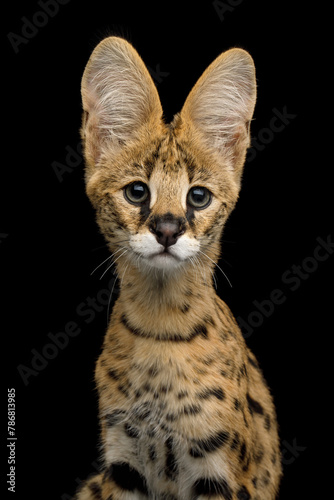 Closeup Portrait of Serval Cat looking in camera isolated on Black Background in studio, front view