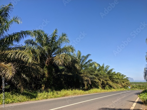 Oil palm plantation owned by residents in Kalimantan