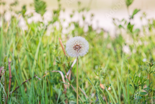 Dandelion seeds found in the grass by the roadside. Taraxacum platycarpum photo