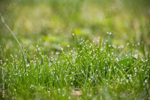 Lushness of the grass and delicate detail of the dewdrops