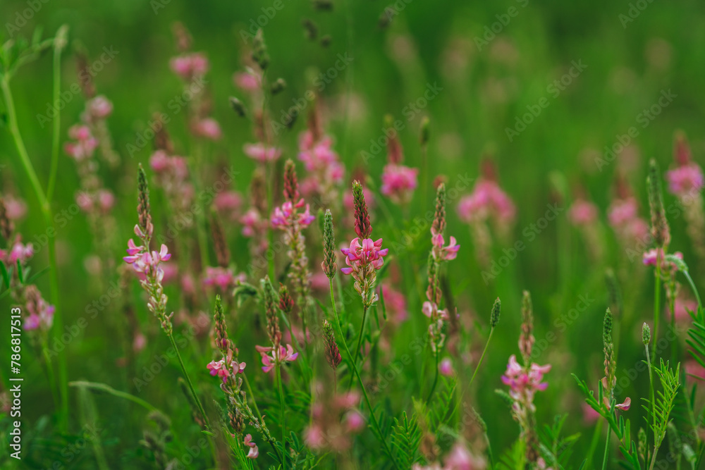 Beautiful Meadow with wild pink flowers alfalfa on the roadside in cloudy summer day. Field background. Selective focus.
Beautiful Meadow with wild pink flowers alfalfa on the roadside in cloudy summer day. Field background. Selective focus.