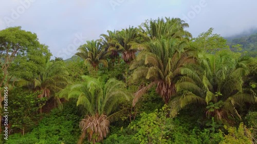 Wallpaper Mural Magnificent preserved vegetation in Santa Marta, Colombia. Torontodigital.ca