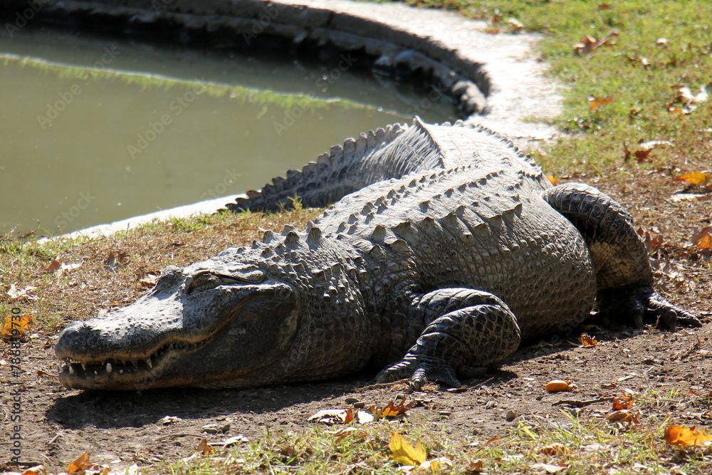 A crocodile lives in a nursery in northern Israel. A crocodile lives in a nursery in northern Israel.