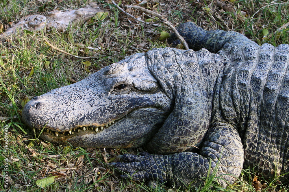 A crocodile lives in a nursery in northern Israel. A crocodile lives in a nursery in northern Israel.