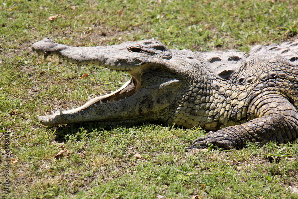 A crocodile lives in a nursery in northern Israel. A crocodile lives in a nursery in northern Israel.
