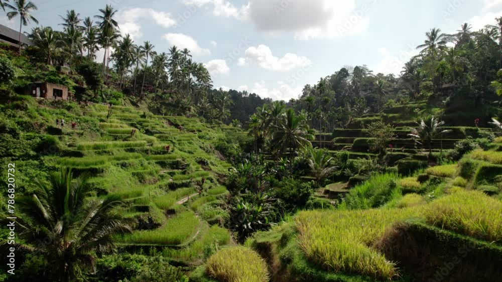 Rice Growing On Terrace Fields In Bali, Indonesia. - aerial pullback shot Rice Growing On Terrace Fields In Bali, Indonesia. - aerial pullback shot