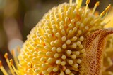 A detailed view of a vibrant yellow flower with numerous petals, showcasing its intricate patterns and textures. The petals are densely packed, creating a full and lush appearance.