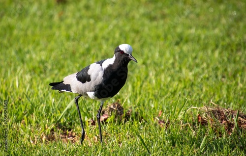 A blacksmith lapwing isolated in short green grass in the South African outdoors