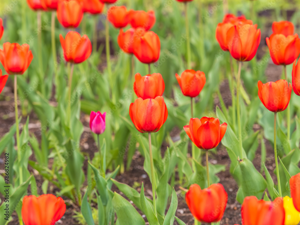 Colorful red tulips blossom in spring garden