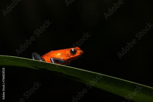 RED POISONOUS DART FROG