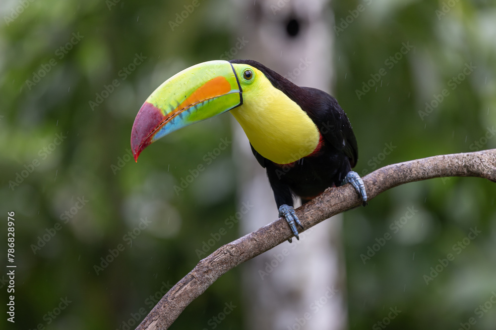 Fototapeta premium KEEL-BILLED TOUCAN