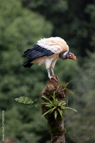 KING VULTURE