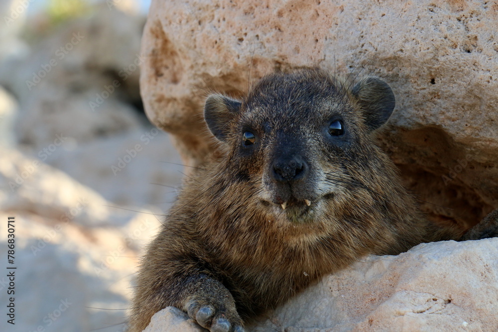 Fototapeta premium The hyrax lies on hot stones heated by the sun.