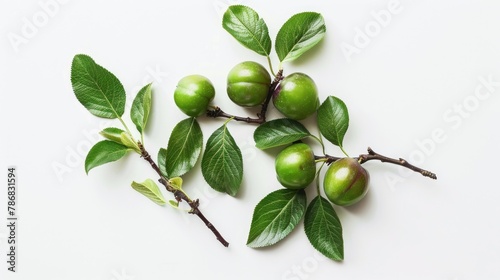 Wallpaper Mural Green cherry plum with green leaves on a white background Torontodigital.ca