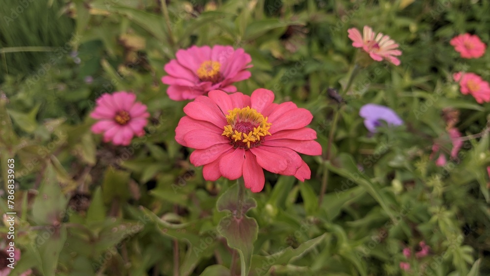 Fototapeta premium pink cosmos flowers
