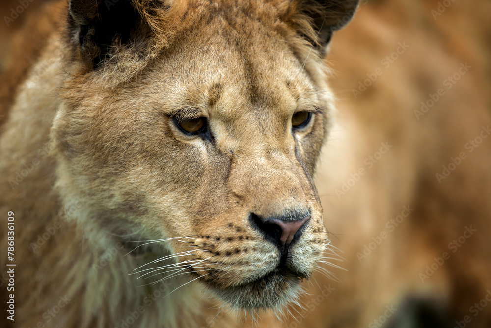 Obraz premium Close up lion portrait. Animal wild predators in natural environment