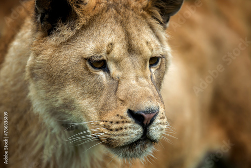 Close up lion portrait. Animal wild predators in natural environment