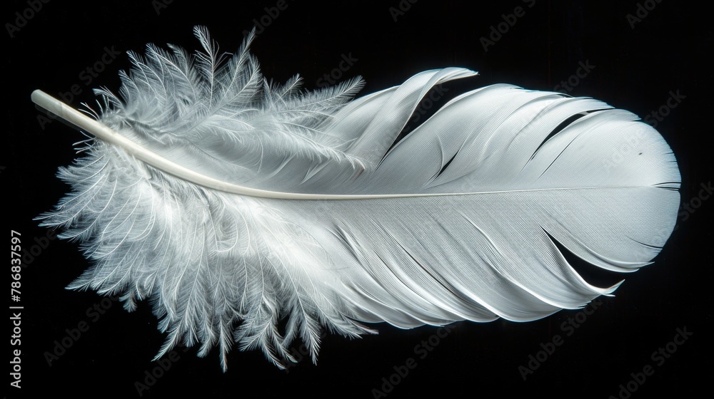 Obraz premium Soft White Feather Isolated on Black Backdrop