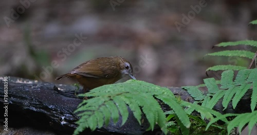 Foraging on worms on a wet log covered with some fern fronds, Abbott's Babbler Malacocincla abbotti, Thailand photo