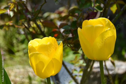 春の陽射しを浴びる黄色のチューリップ
