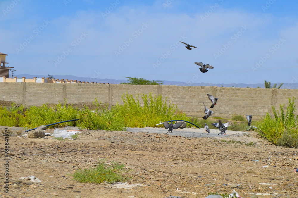 flock of pigeons in field, wildlife animal. dove birds flock of pigeons in field, wildlife animal. dove birds