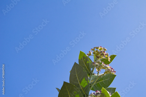 branch of a blossoming tree, Asian giant calotrope leaves on blue sky background