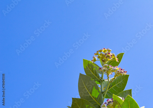 Asian giant calotrope leaves on blue sky background photo