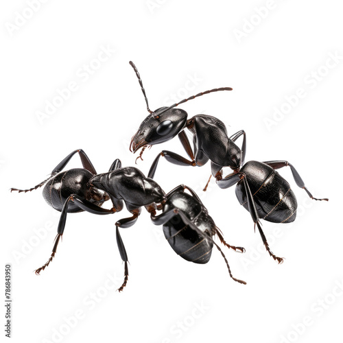 Black ants on a transparent background