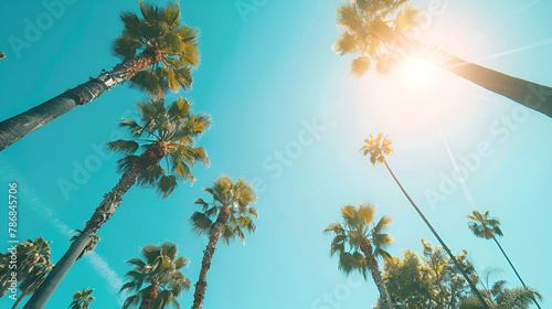 tree branches, A perfect summer day in California, Beverly Hills, relaxing under the shade of tall palms and enjoying the warmth of the sun.
