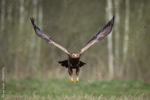 Birds of prey - Lesser Spotted Eagle Aquila pomarina bird on green meadow, hunting time