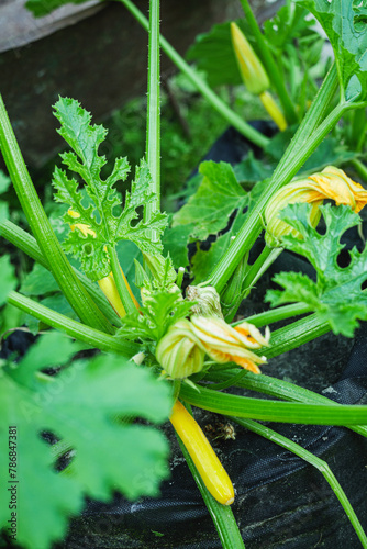 fresh organic yellow zucchini plant in backyard