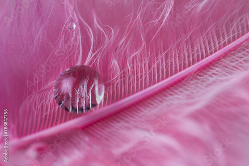 Liquid droplets in close-up on a pink feather.