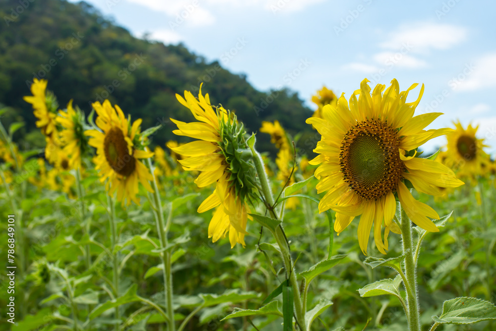 Fototapeta premium Sunflower.close up Sunflower field on a clear day.