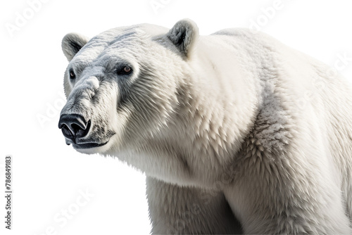 Polar bear on Transparent Background PNG
