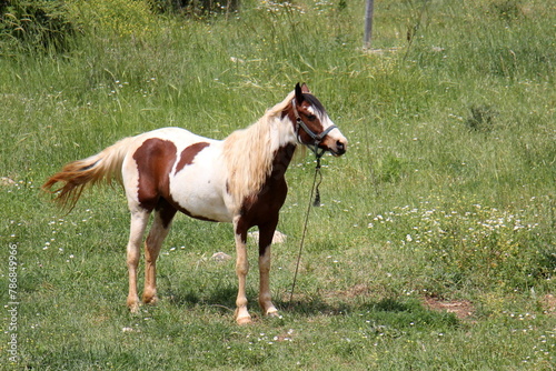 The horse is a domestic equid animal.