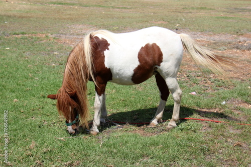 The horse is a domestic equid animal. © shimon