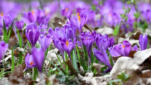 purple crocus flowers