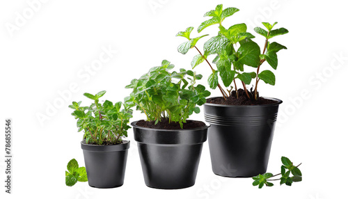 Three isolated mint plants in black pots.