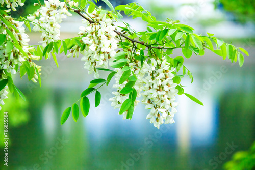 池のほとりに生えるニセアカシアの花
