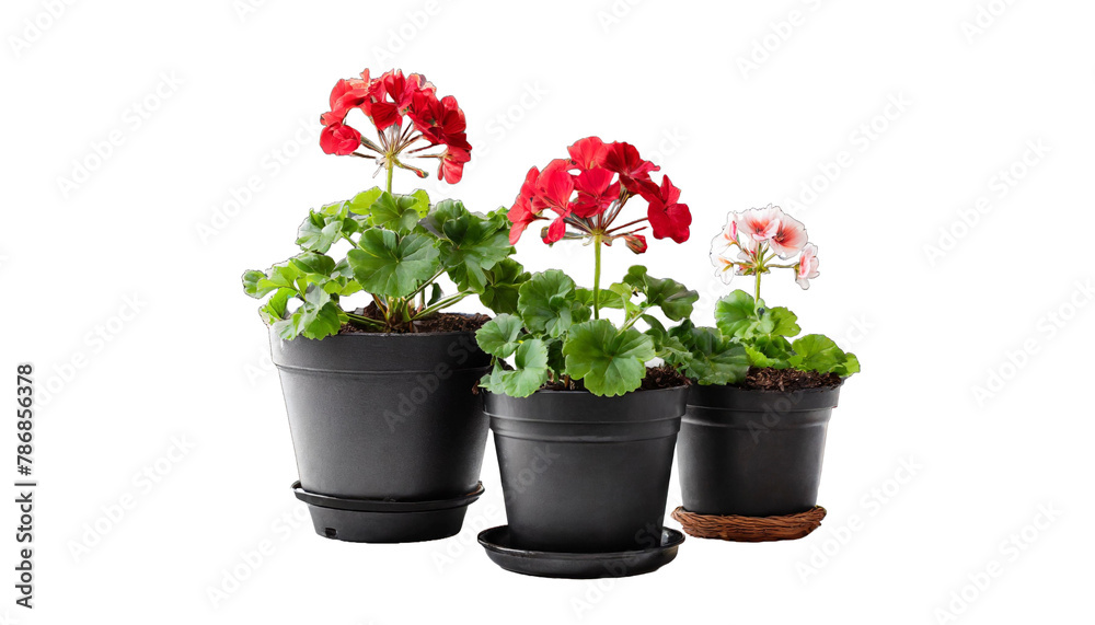 Three geranium plants in black pots. Flowers, gardening, spring concept. Three geranium plants in black pots. Flowers, gardening, spring concept.