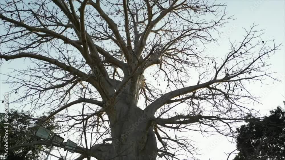 100 years of old tree closeup top to bottom view in daman in gujarat 100 years of old tree closeup top to bottom view in daman in gujarat