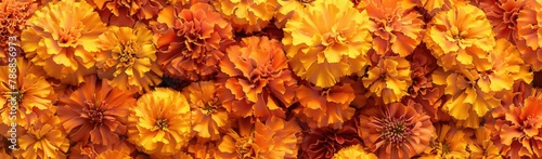 Close-Up of Orange and Yellow Marigolds: floral abundance, vibrant blooms, outdoor setting 