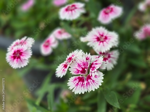 Flower background. Many small flowers grow on soil.