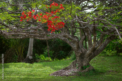 Royal poinciana tree in tropical garden red flower blooms blossom