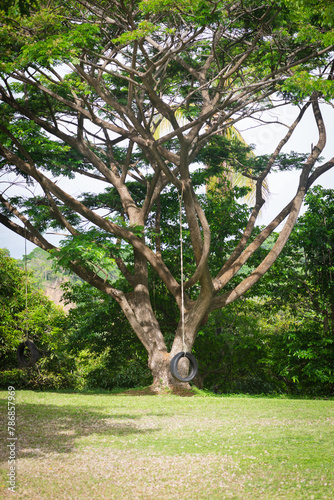 Large tree rubber tire swing fun leisure calm lifestyle high