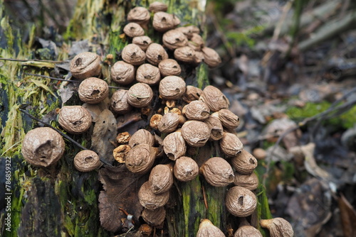 Bovista is a genus of fungi commonly known as the true puffballs, order Lycoperdales, The species of Bovista are now placed in the family Agaricaceae of the order Agaricales. Homeopathic preparations photo