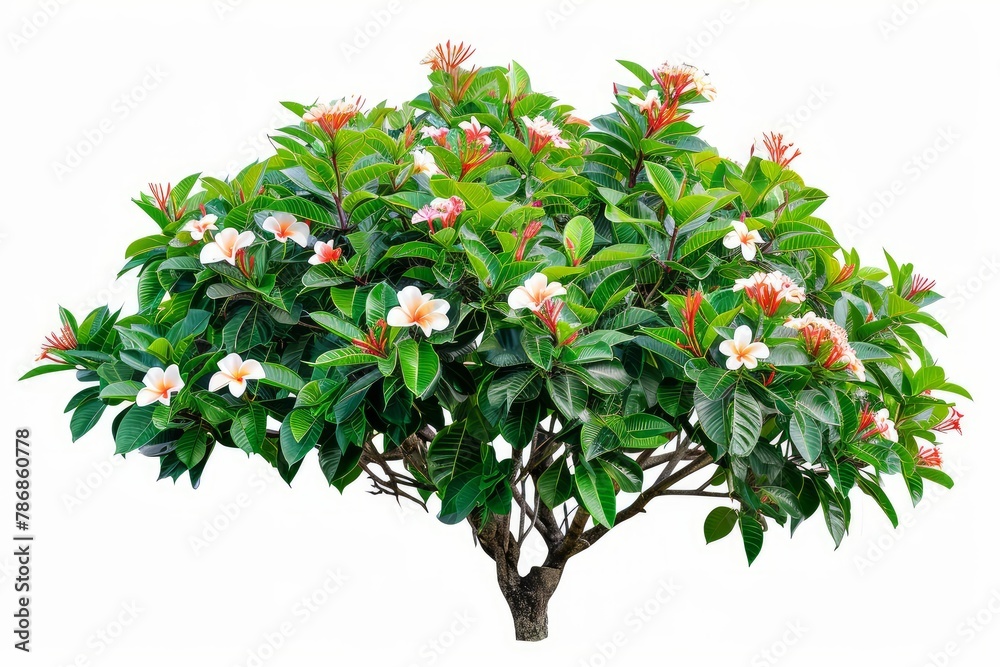 Flower bush shrub tree plant isolated tropical jungle plant with clipping path . photo on white isolated background
