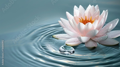 Lotus flower with water drop in calm water.