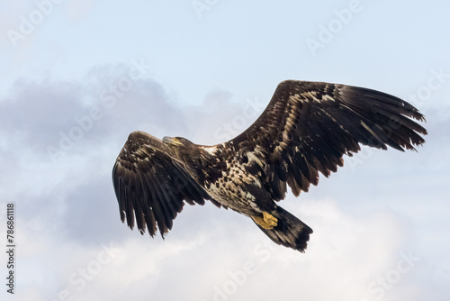 White-tailed eagle