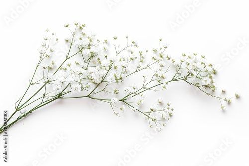 Few twigs with small white flowers of Gypsophila  Baby s-breath  isolated on white background. . photo on white isolated background